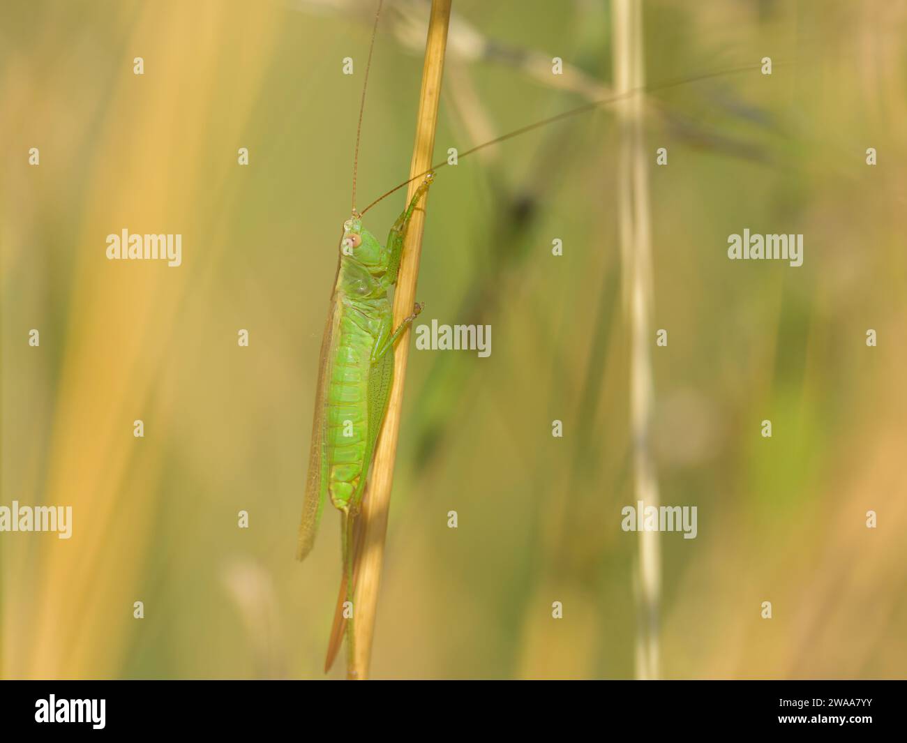 A green grasshopper (Conocephalus fuscus) sitting on a plant, sunny day in summer in Vienna (Austria) Stock Photo