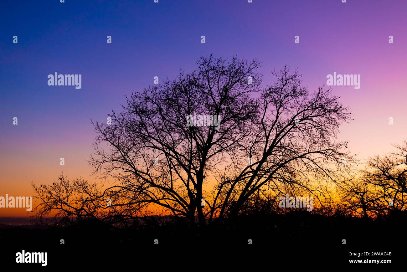 Silhouette of a tree against a pink and purple dusk sunset sky in Cape Town Stock Photo
