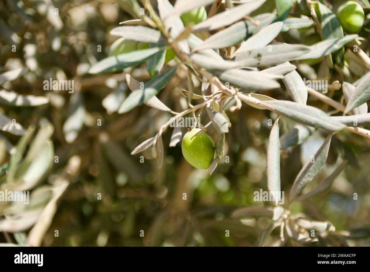 Close-up of olive branches bearing young fruit, showcasing Israel's natural agricultural beauty. Stock Photo