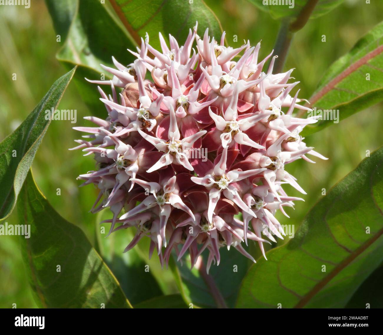 pink showy  milkweed wildflowers near great falls, montana Stock Photo