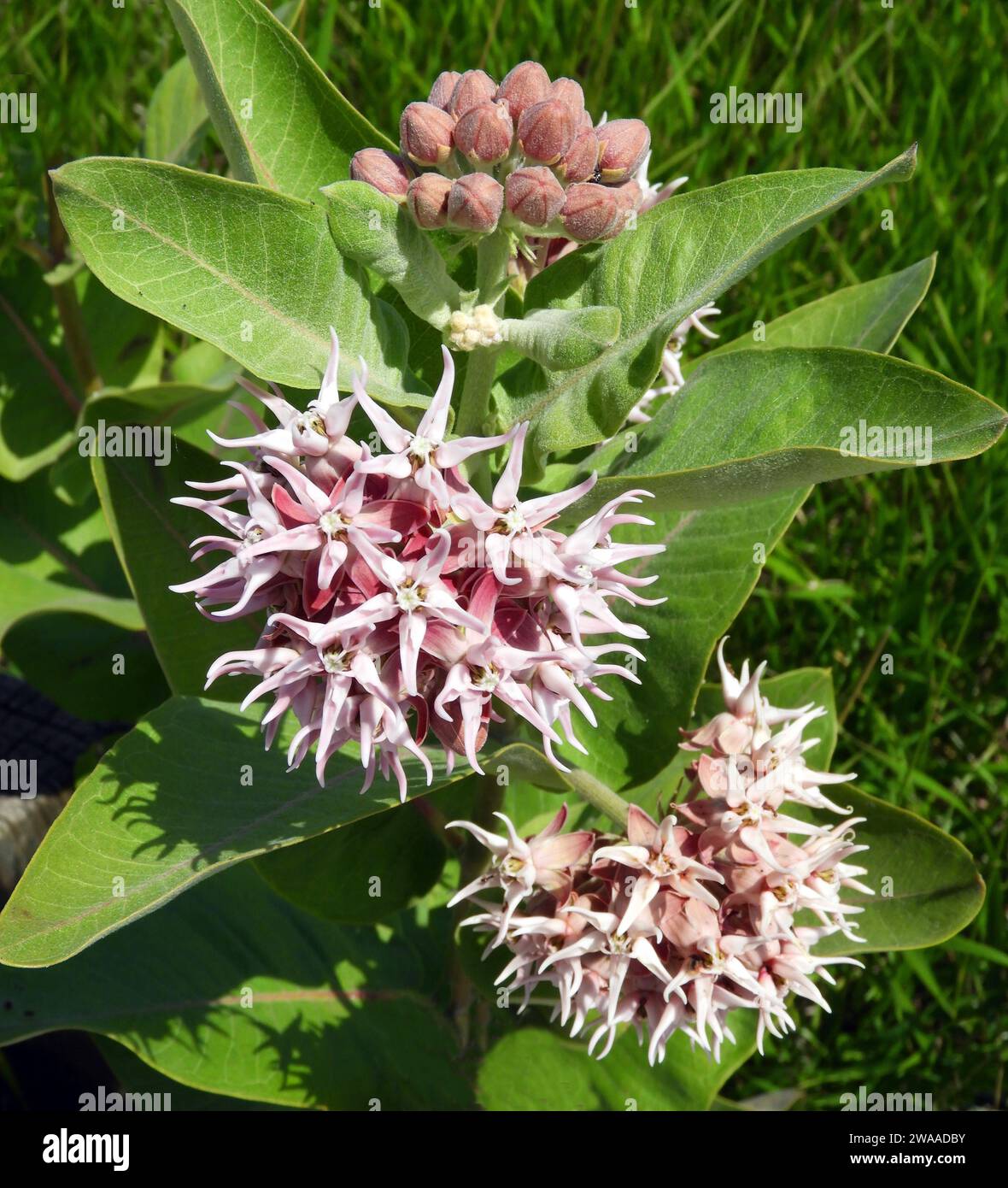 pink showy  milkweed wildflowers near great falls, montana Stock Photo