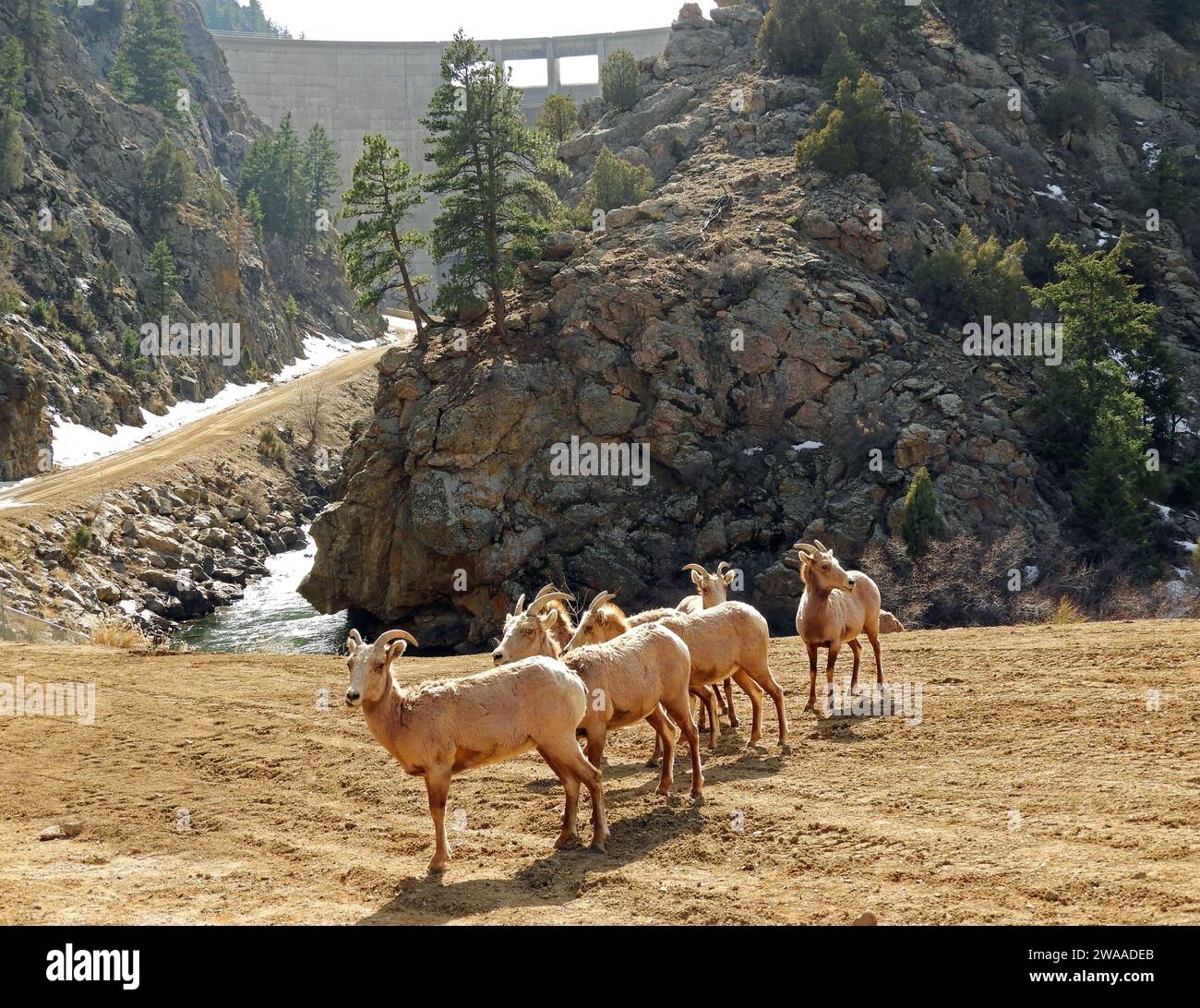 herd of rocky bighorn sheep ewes next to strontia springs dam on the
