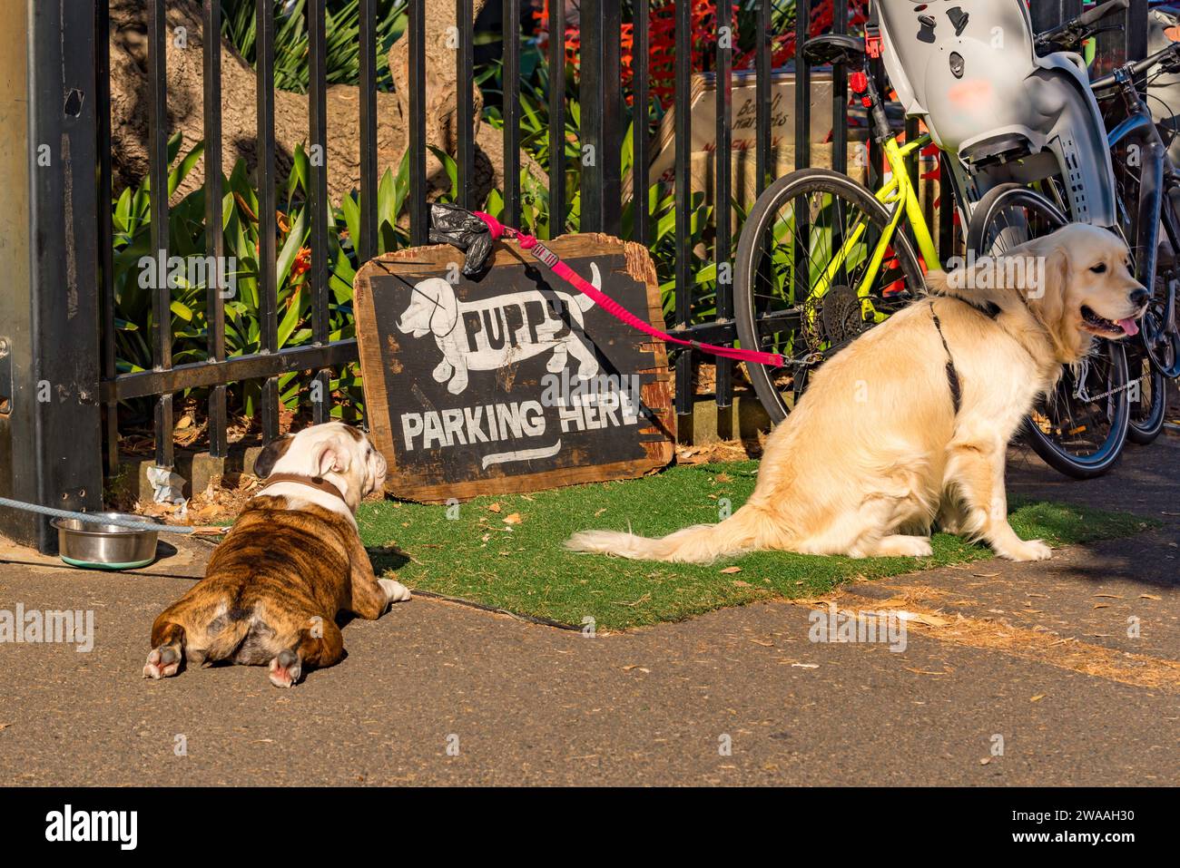 A bulldog and a Golden Retriever waiting tied up at a dog or puppy parking sign at the Bondi Beach Farmers Markets at North Bondi in Sydney, Australia Stock Photo