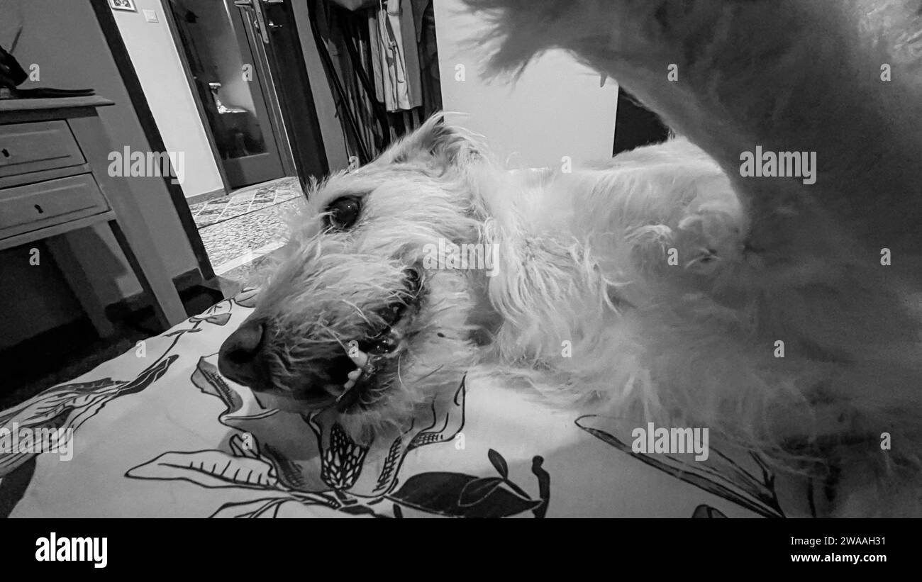 Dog taking a selfie Stock Photo Alamy