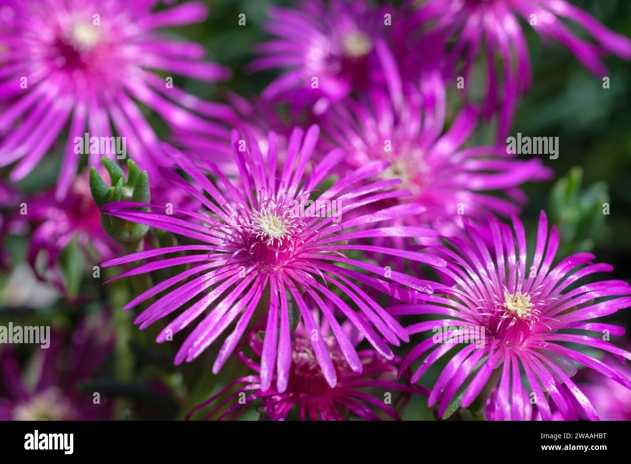 Delosperma cooperi, Hardy Ice Plant, trailing Iceplant, pink carpet, succulent with purplish-pink flowers Stock Photo