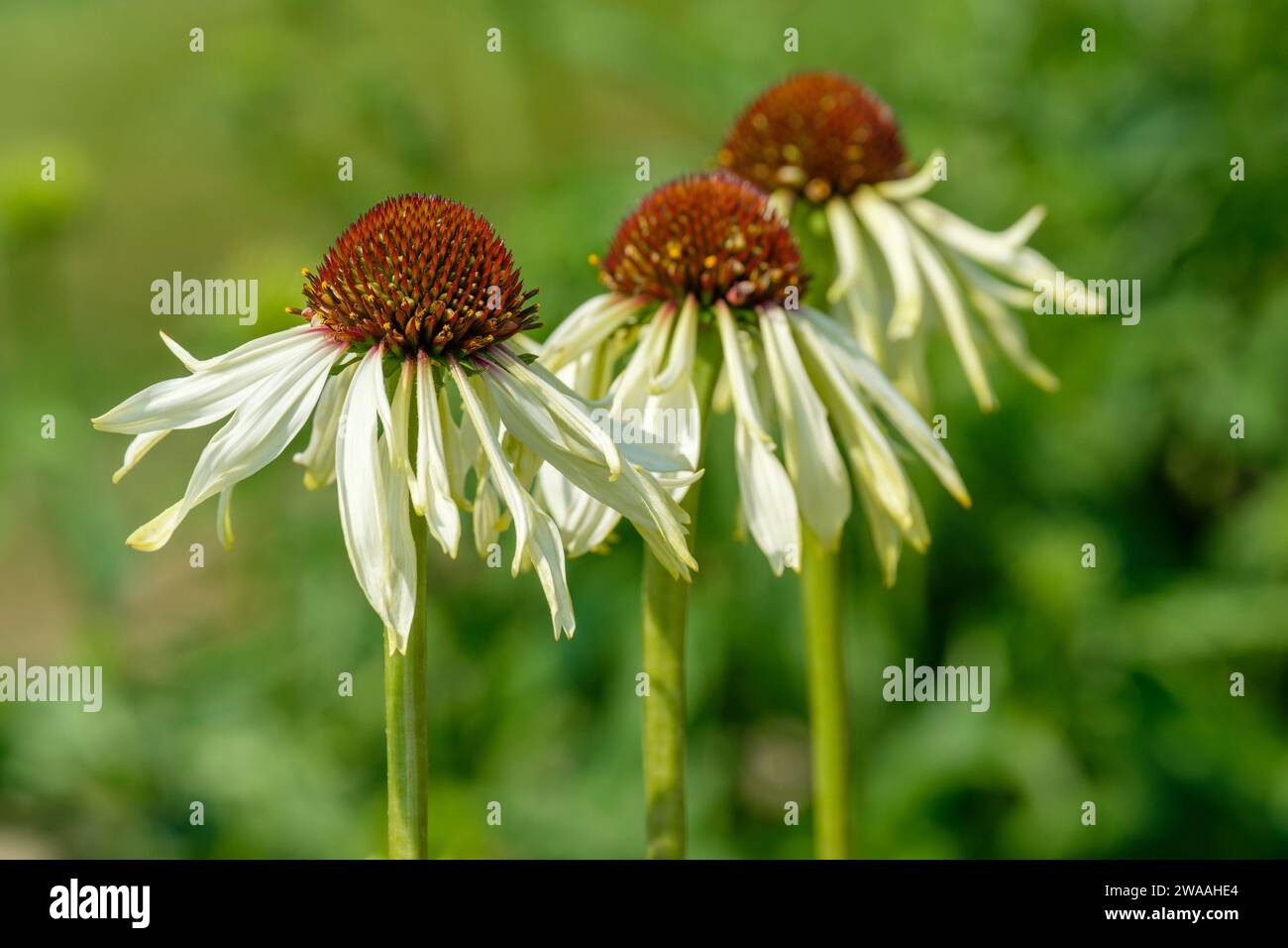 Echinacea Strawberry Shortcake, Coneflower Strawberry Shortcake, creamy-white petals surrounding a green flushed, pale pink central cone Stock Photo
