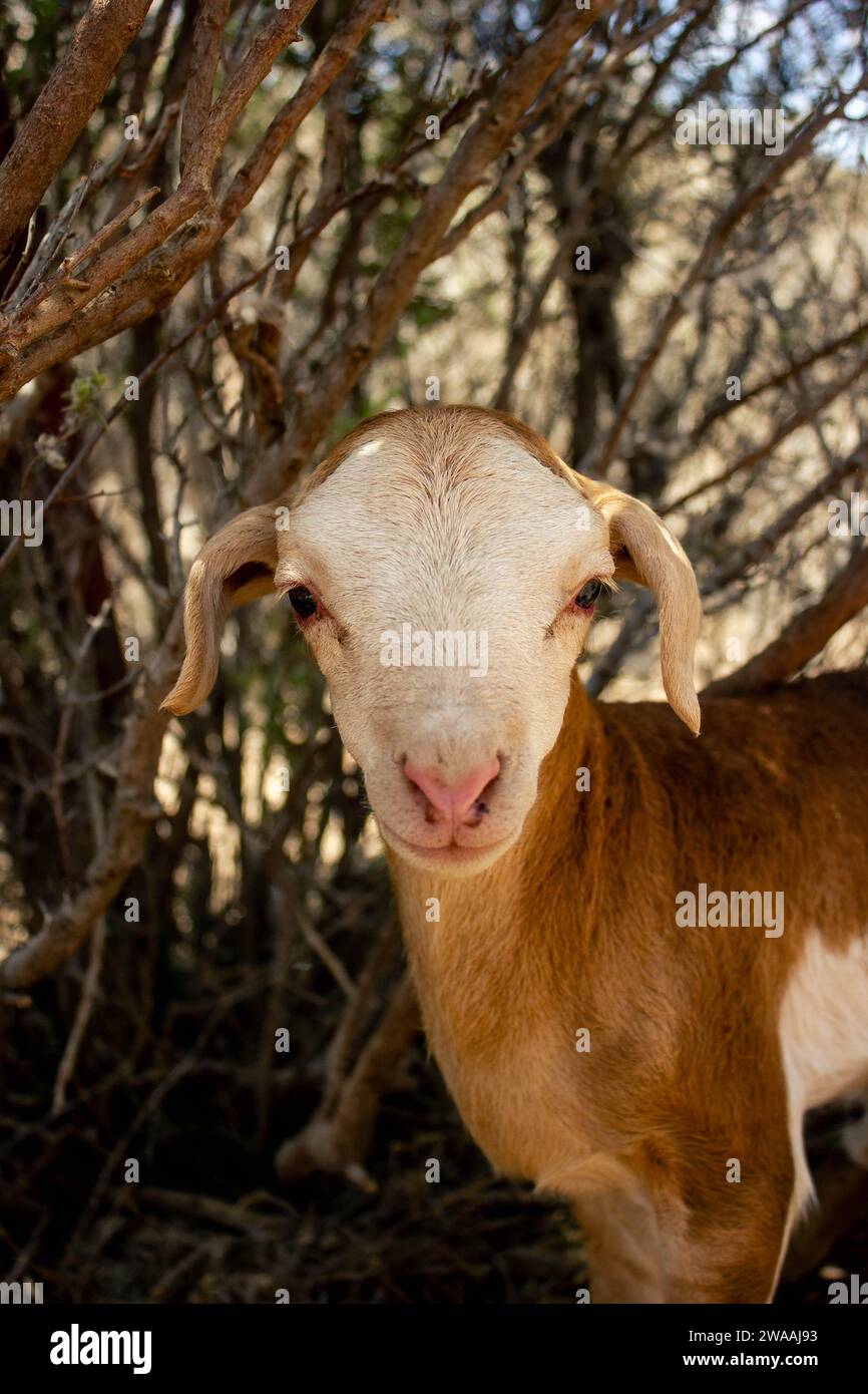 A baby meatmaster sheep from the great karoo in South africa Stock Photo
