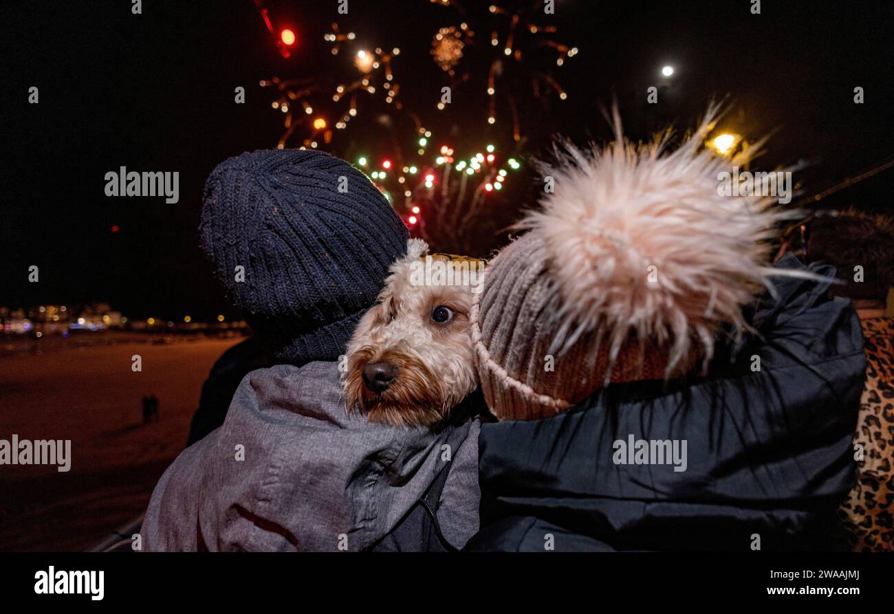 Cockapoo fancy dress online