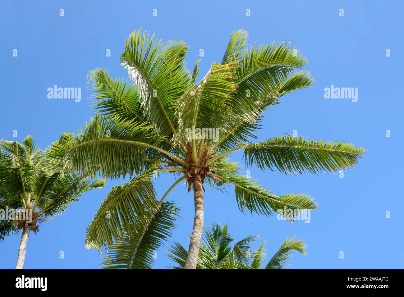 Coconut palm trees set against a blue sky, Praslin Island, Seychelles. Indian Ocean Stock Photo