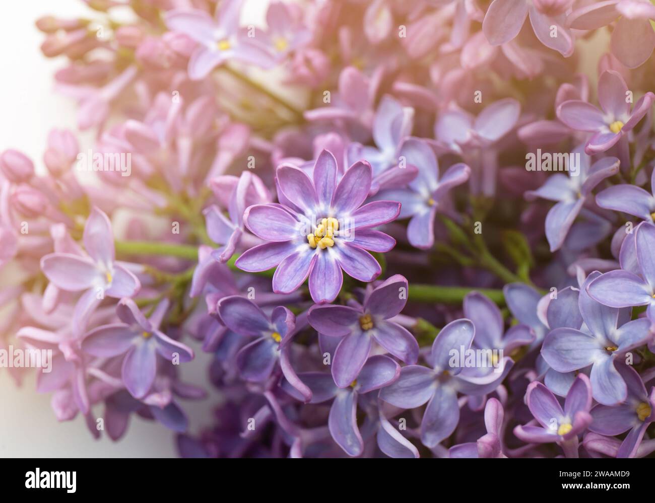 Petal view hi-res stock photography and images - Alamy