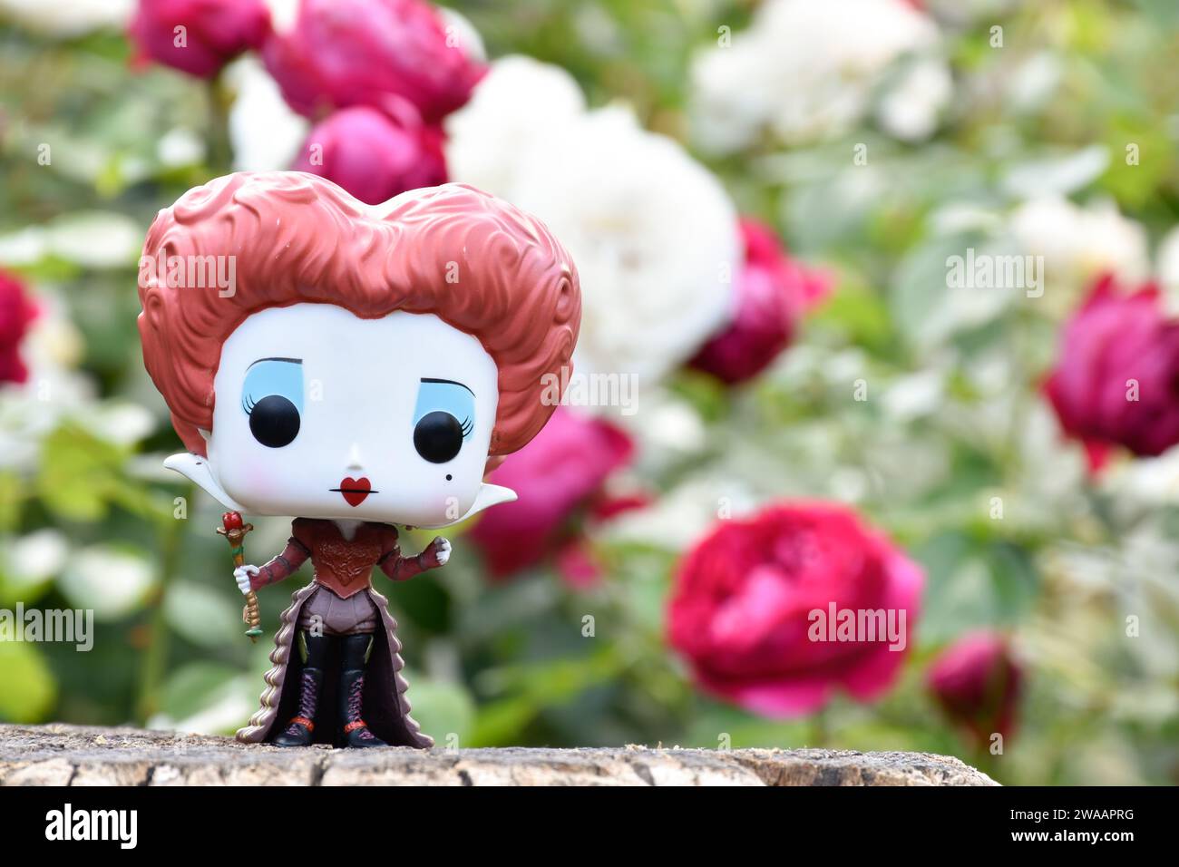 Funko Pop action figure of Red Queen from Tim Burton fantasy movie Alice in Wonderland. Red and white rose garden, green leaves, wooden stump. Stock Photo
