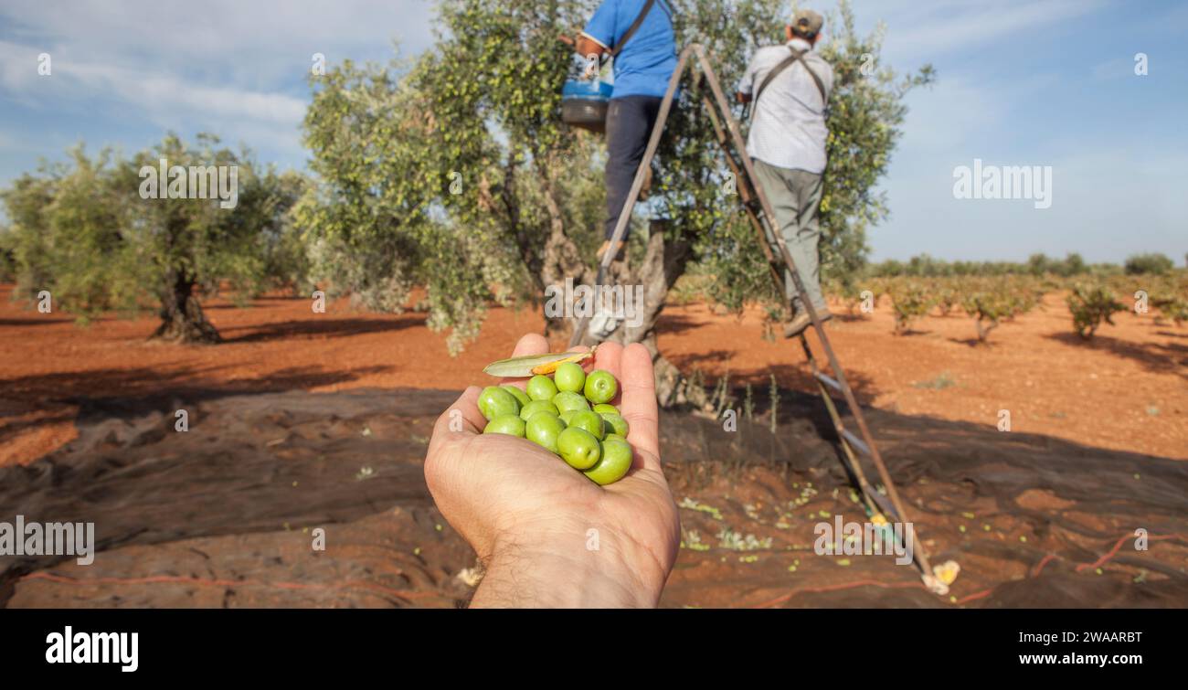 Hand plenty of green olives. Laborers on the stepladder collecting olives at background Stock Photo