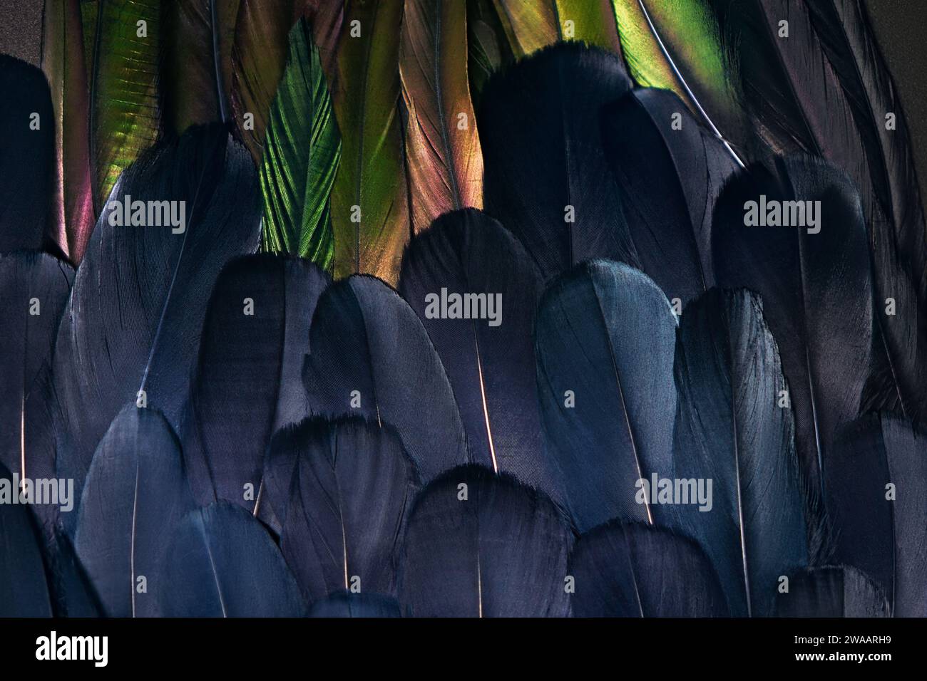 Close up photo of two types of feathers. Bird wings plumage. Beautiful composition for background. Stock Photo