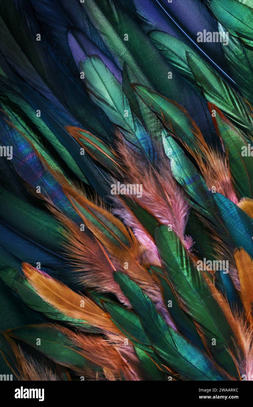 Colorful close up photo of chicken feathers. Shimmer colors of wing. Stock Photo
