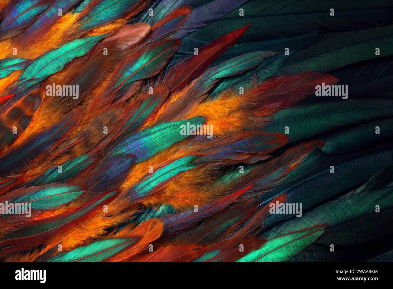 Colorful close up photo of chicken feathers. Shimmer colors of wing. Stock Photo