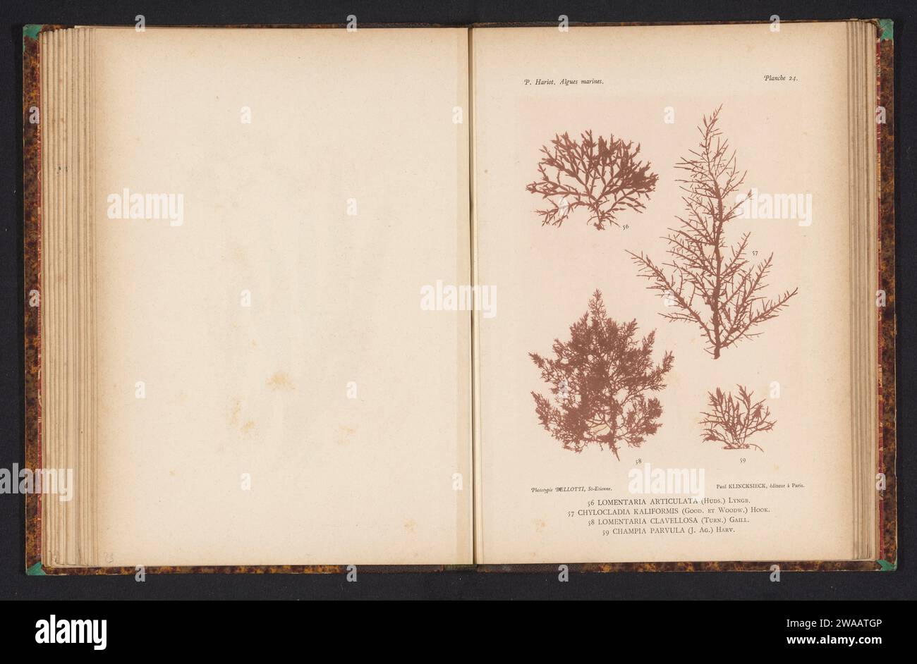 Four species of seaweed, anonymous, c. 1882 - in or before 1892 photomechanical print (56) is Lomentaria articulated, (57) is Chylocladia kaliiformis, (58) is Chylocladia clavellosa, (59) is a small champia. FranceSaint-ÉtiennePublisher: Paris paper collotype algae, seaweed Stock Photo