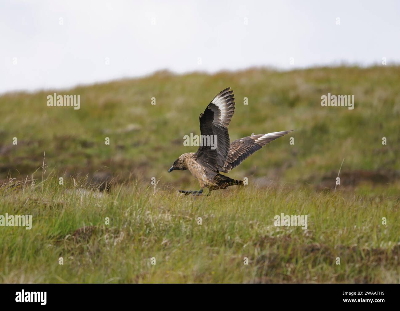 Great skua Stercorarius skua, in flight over breeding territory, Scotland, UK, June. Stock Photo