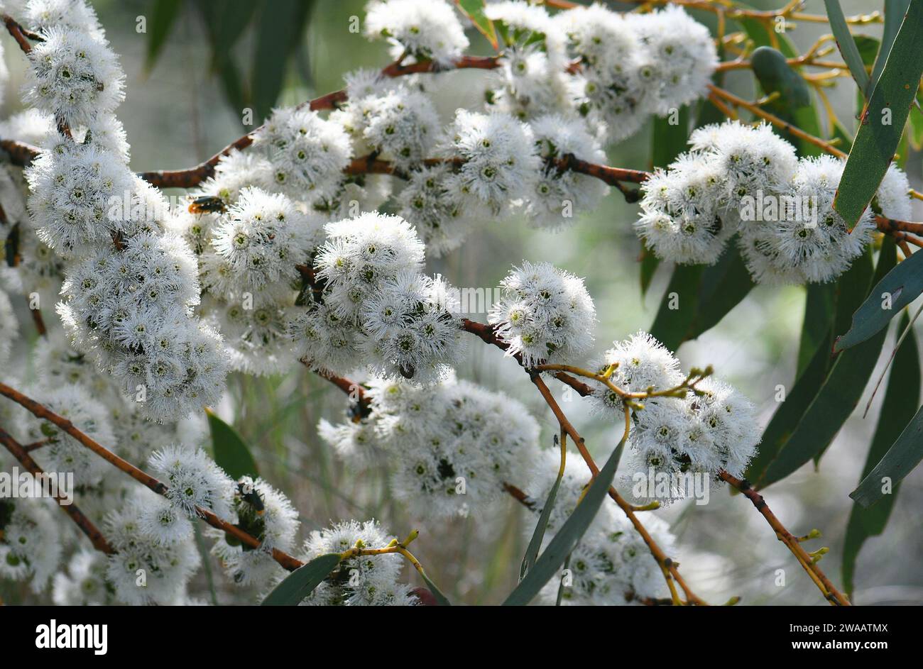 White blossoms of Australian native Snow Gum, Eucalyptus pauciflora, family Myrtaceae, growing in Snowy mountains region, NSW. Spring summer flowering Stock Photo