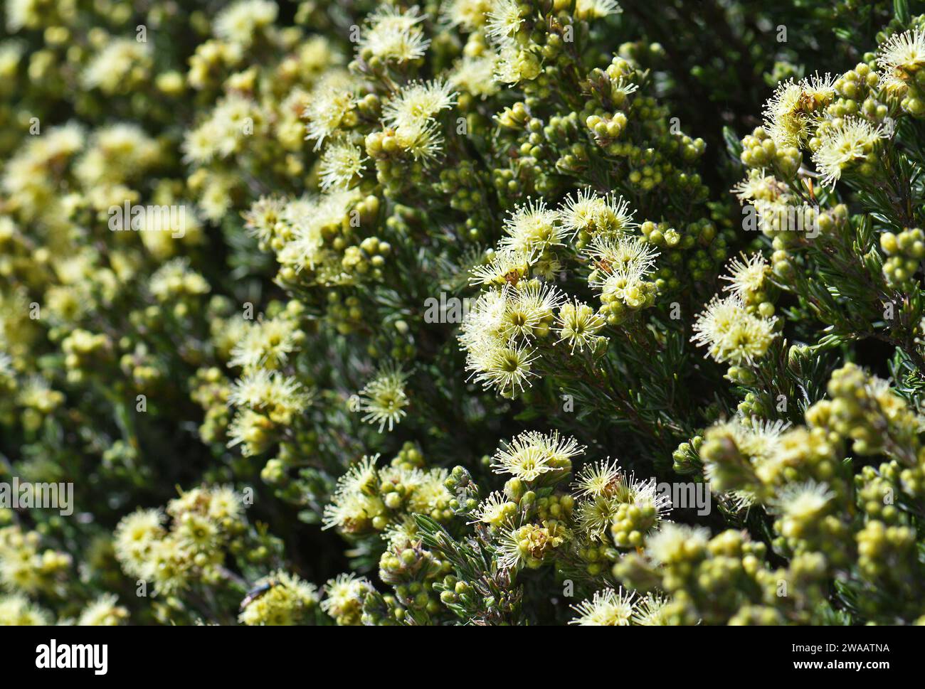 Yellow flowers of the Australian native Kunzea muelleri, family myrtaceae, growing in subalpine heath in the snowy mountains region of SE Australia Stock Photo