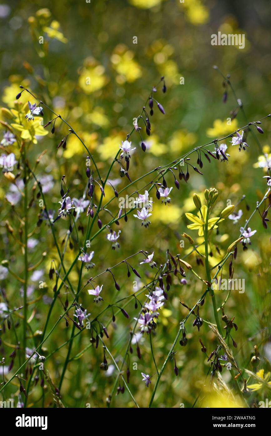 Australian summer alpine meadow wildflowers. Purple Vanilla Lily, Arthropodium milleflorum, growing with yellow Bulbine lily. Edible indigenous plant Stock Photo