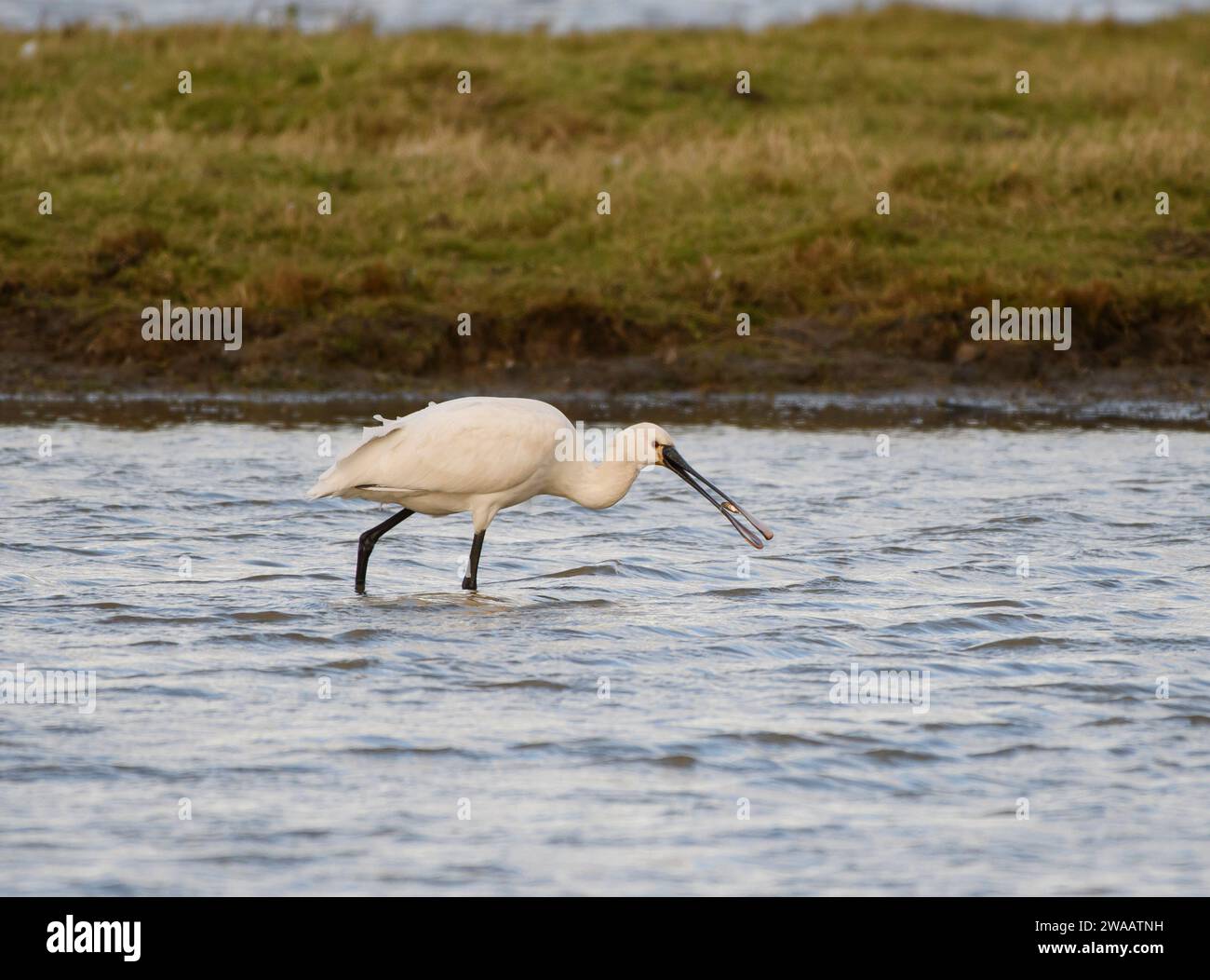 Eurasian spoonbill Platalea leucorodia, juvenile with freshly caught ...