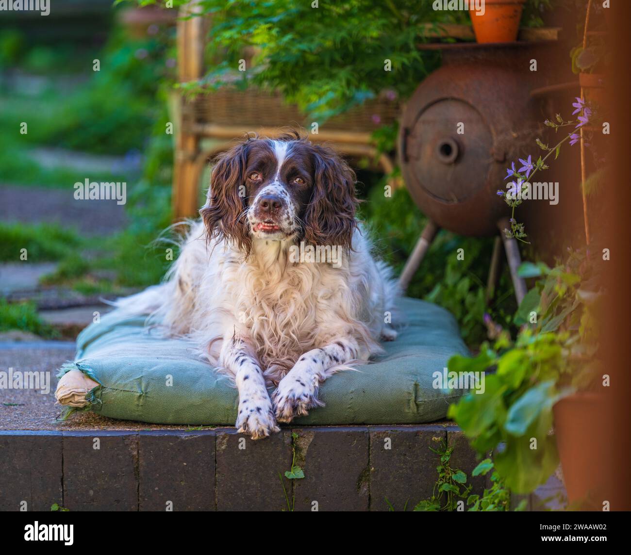 An old English Springer Spaniel dog sat on her bed in a cottage garden
