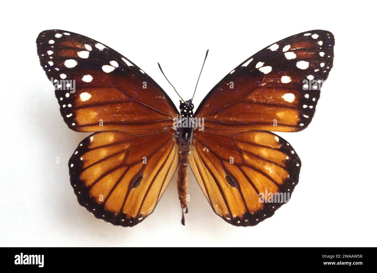 Jamaican monarch (Danaus cleophile) is a butterfly native to Caribbean. Dorsal surface. Stock Photo