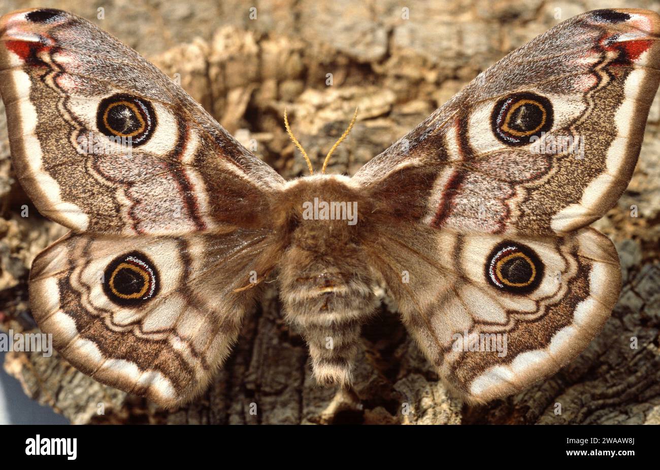 Small emperor moth (Eudia pavonia or Saturnia pavonia) is a moth native to Eurasia. Adult. Stock Photo