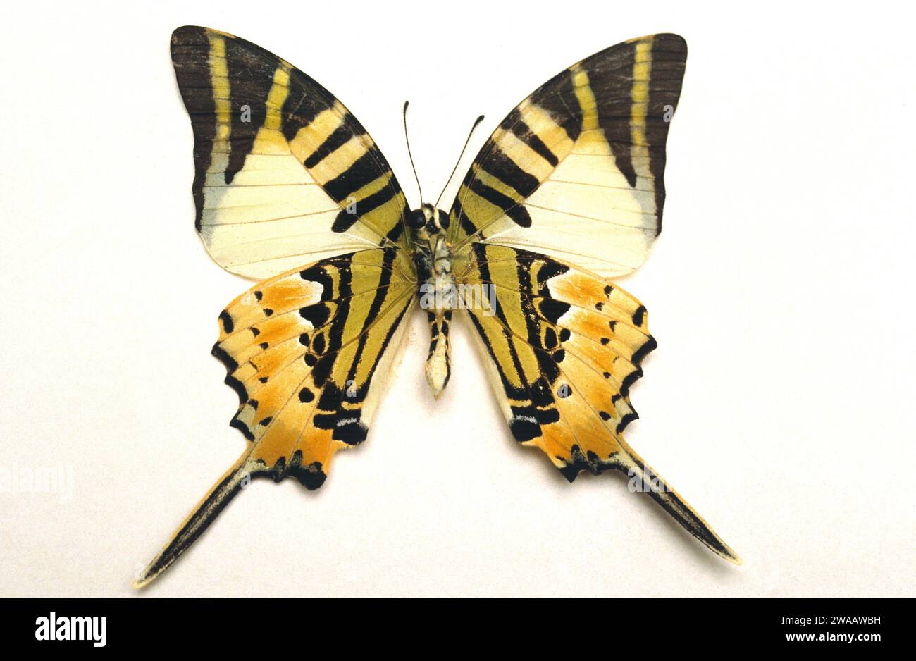 Five-bar swordtail (Graphium antiphates) is a butterfly native to
