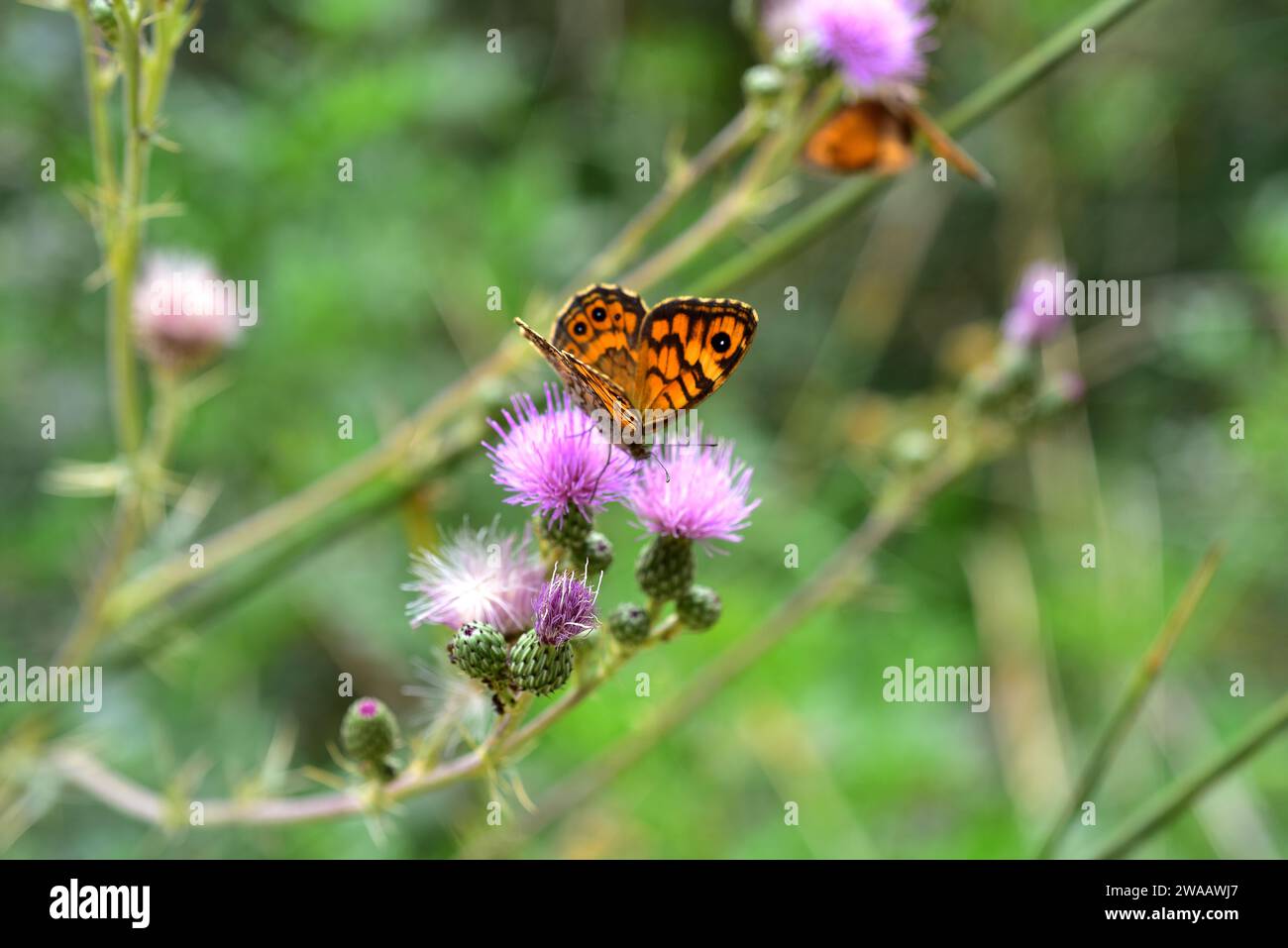 Wall brown (Lasiommata megera) is a butterfly native to Eurasia. Stock Photo