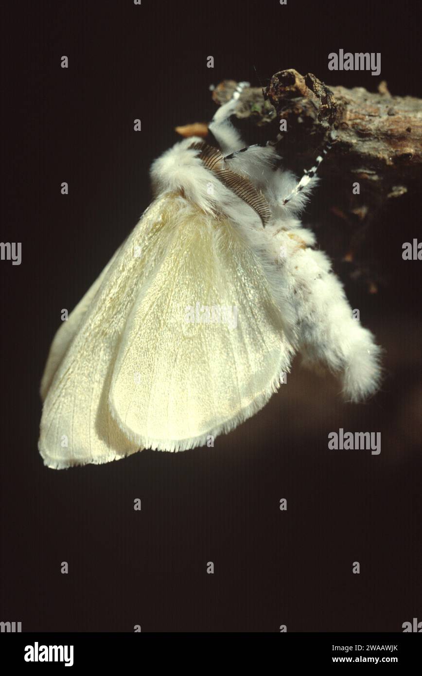 Satin moth (Leucoma salicis) is a moth native to Eurasia. Adult (imago). Stock Photo