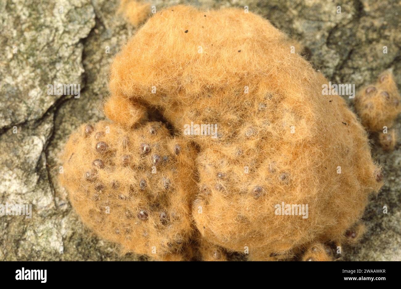 European gypsy moth lymantria dispar hi-res stock photography and ...