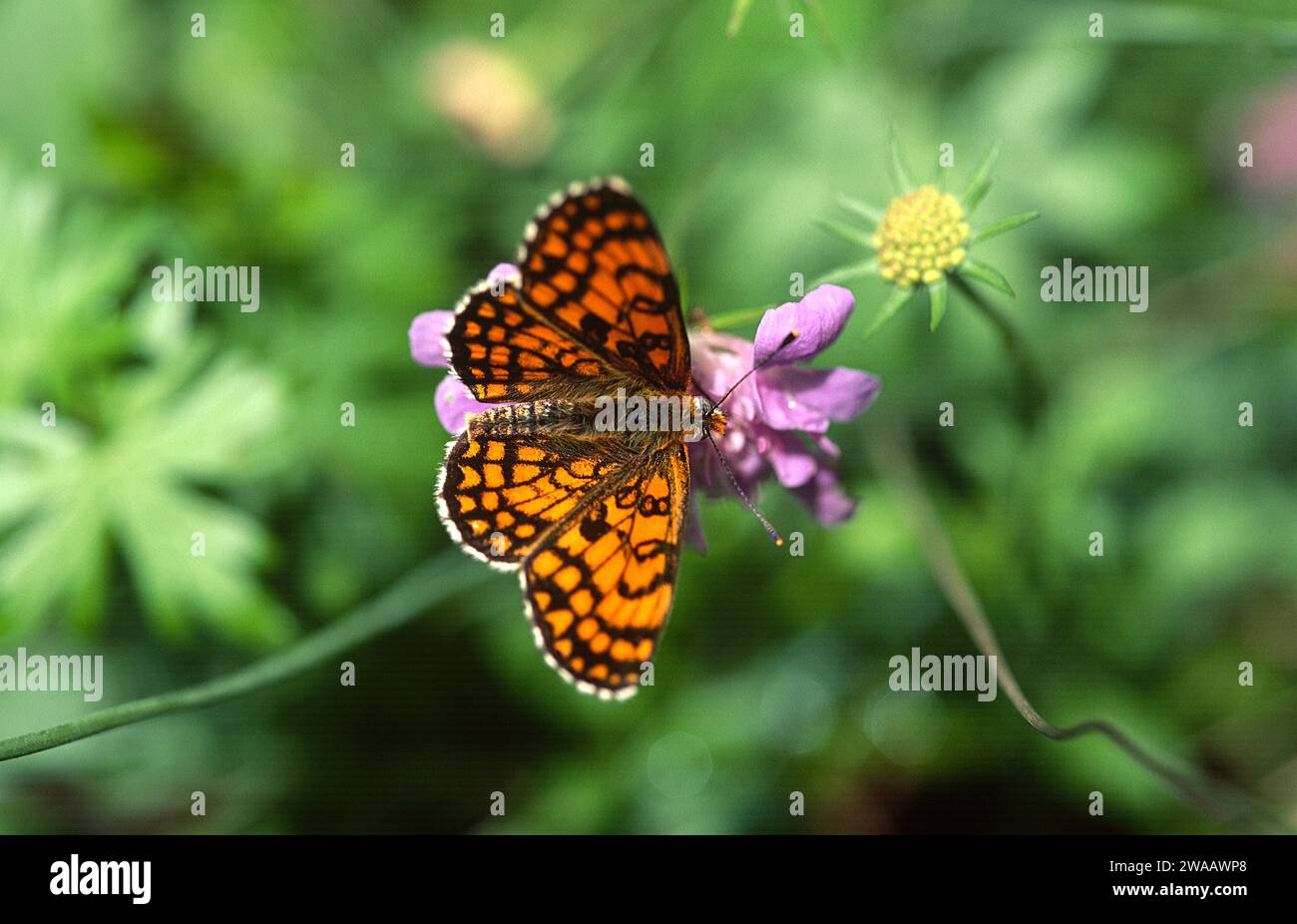 False heath fritillary (Melitaea diamina) is a butterfly native to Eurasia. Stock Photo