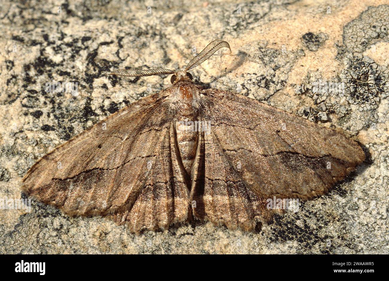 Menophora abruptaria is a moth native to Europe. Stock Photo