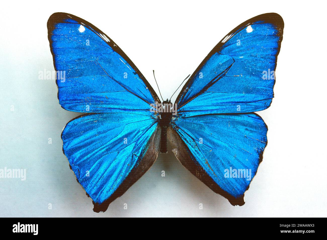 Morpho Aega 標本 本物｜美術品・アンティーク・コレクション