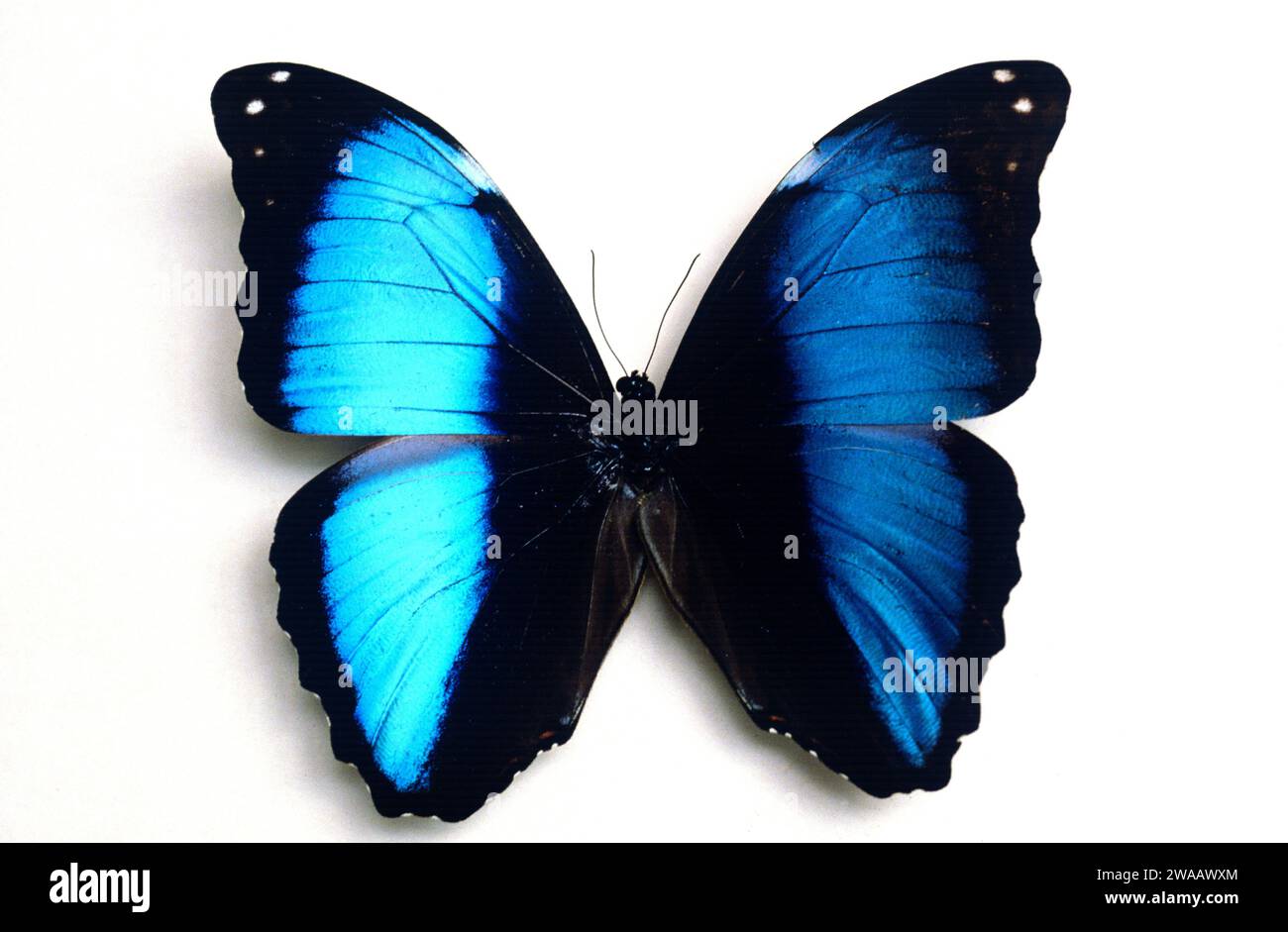 Deidamia morpho (Morpho deidamia) is a butterfly native to tropical ...