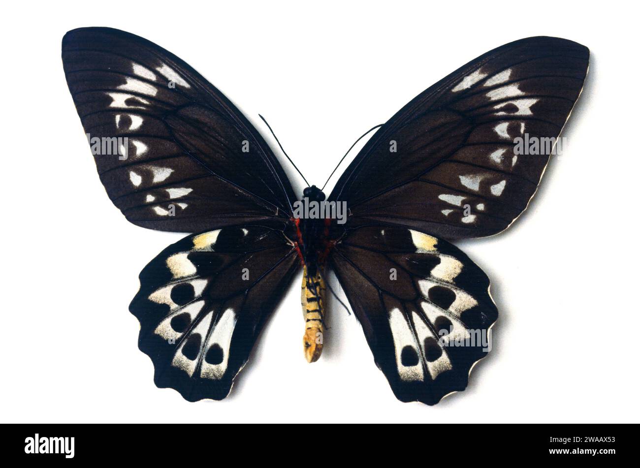 Priam’s birdwing (Ornithoptera priamus priamus) is a butterfly native