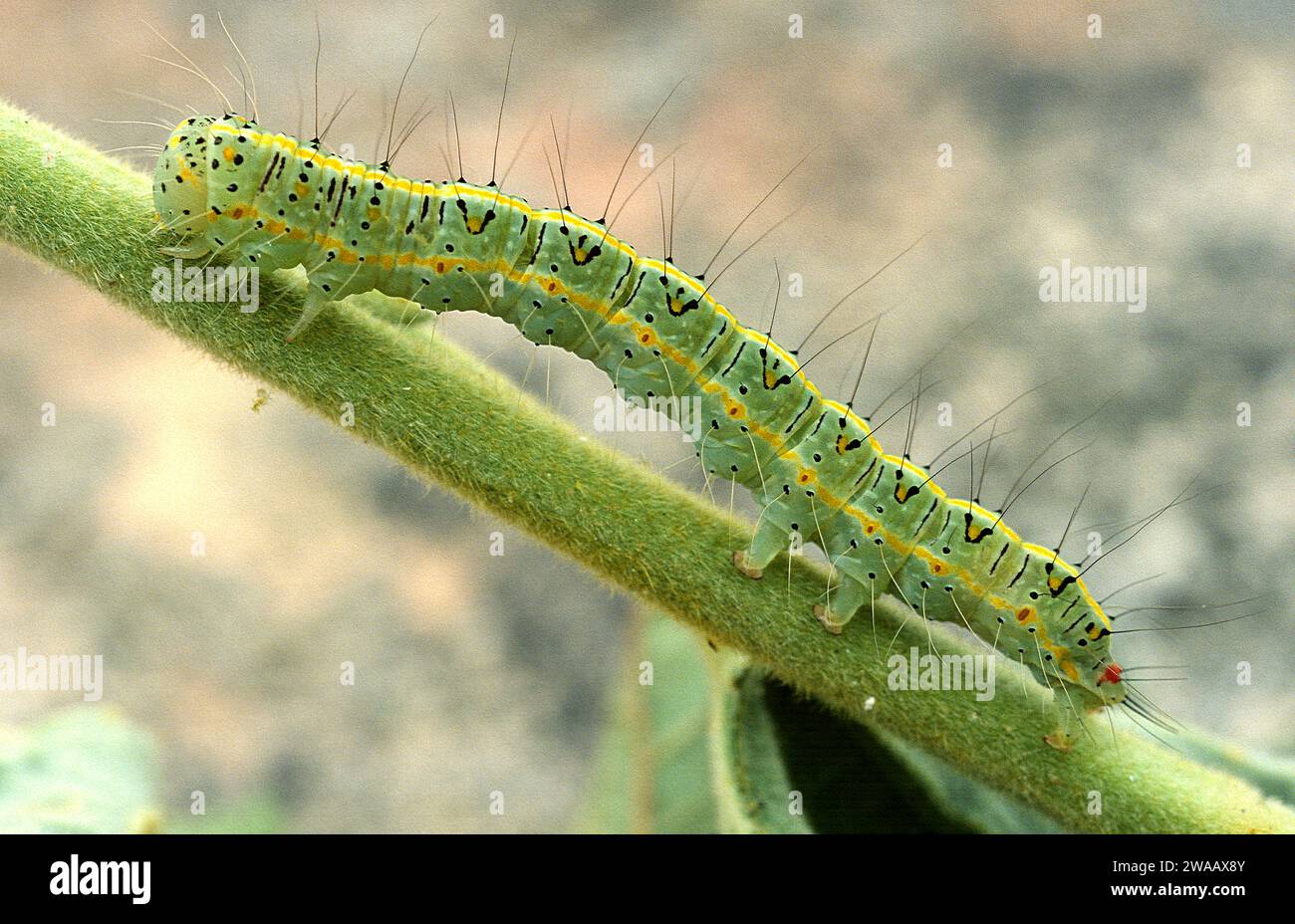 Yellow drab (Pardoxia graellsii) is a moth native to Africa, Asia and Spain and France. Caterpillar. Stock Photo