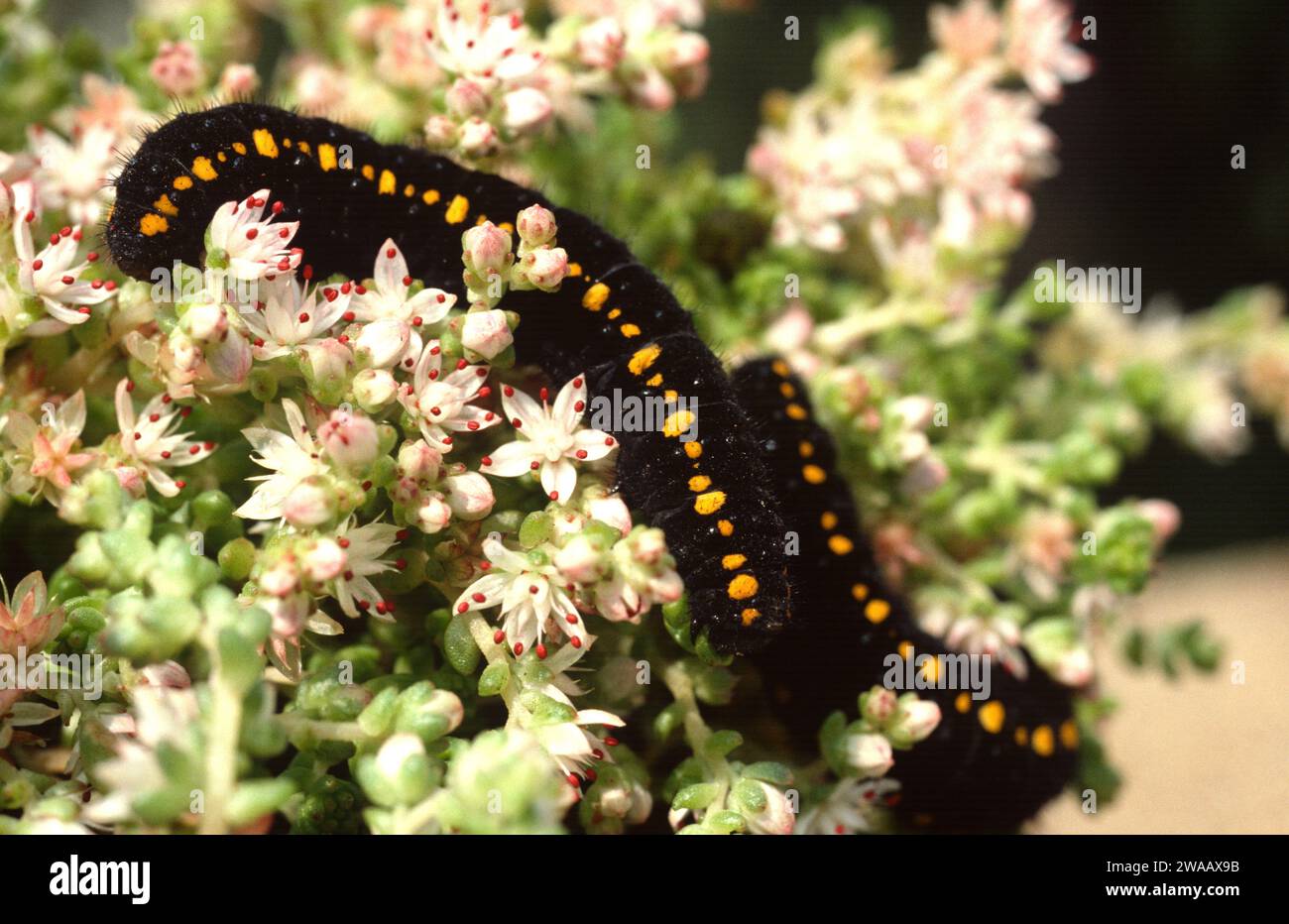 Mountain Apollo (Parnassius apollo) is a butterfly native to Europe mountains. Caterpillar on a feeding plant (Sedum sp.). Stock Photo