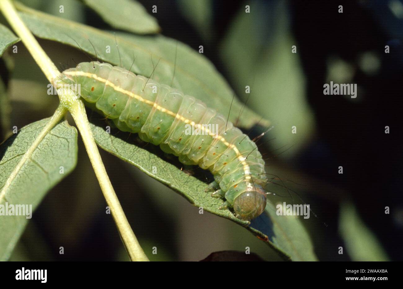 Coronet (Craniophora ligustri) is a moth native to Eurasia. Caterpillar. Stock Photo