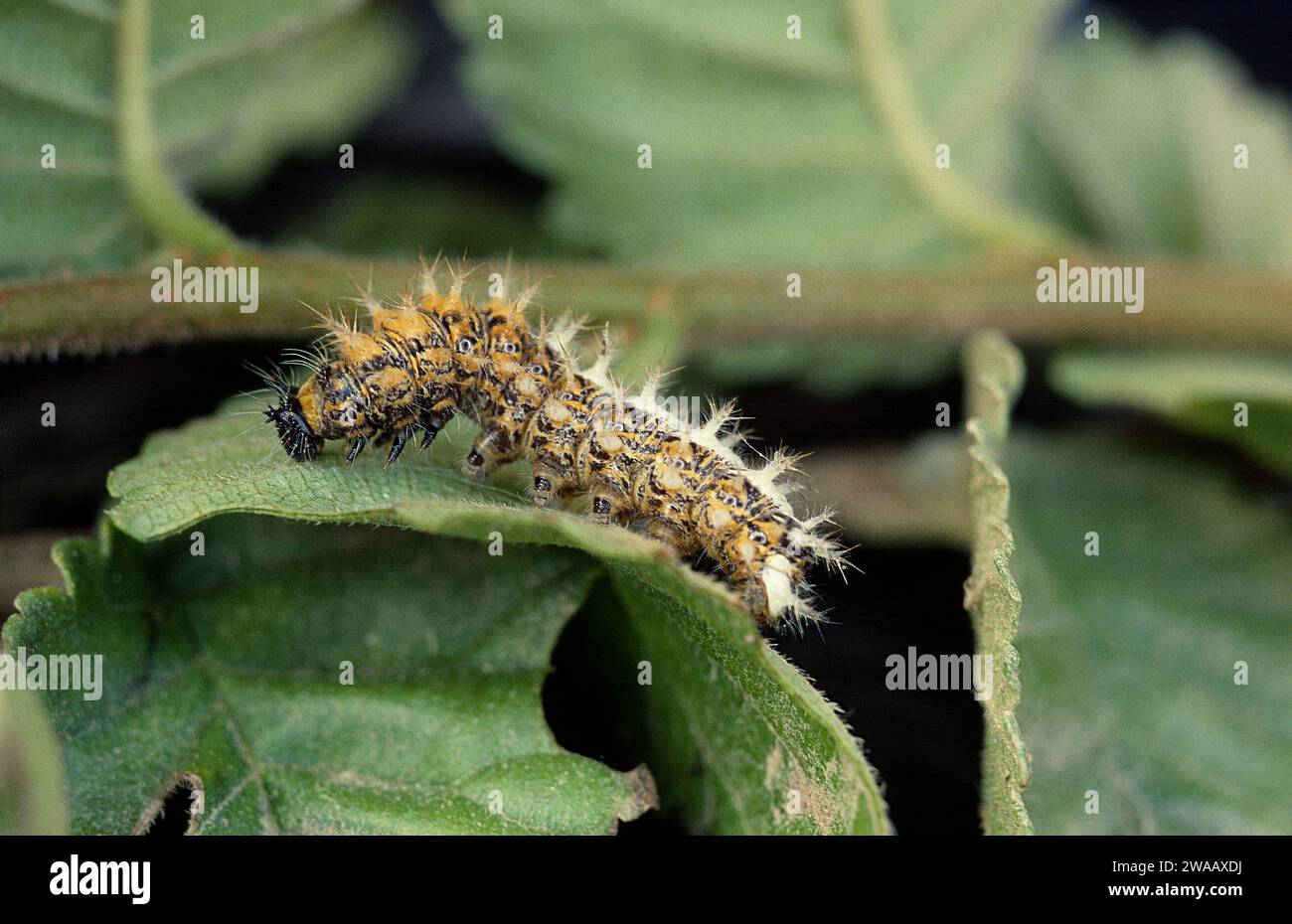Comma (Polygonia c-album) is a butterfly native to Eurasia and northern Africa. Caterpillar. Stock Photo