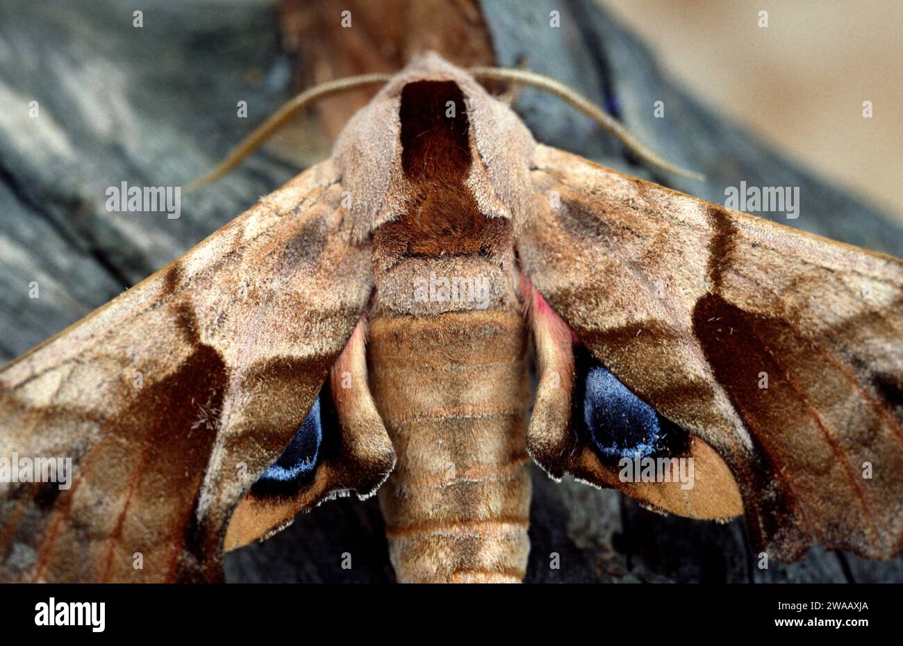 Eyed hawk-moth (Smerinthus ocellatus) is a moth native to Europe. Adult. Stock Photo