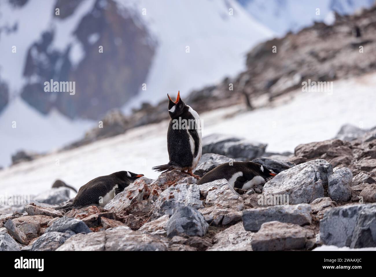 Penguin tongue hires stock photography and images Alamy