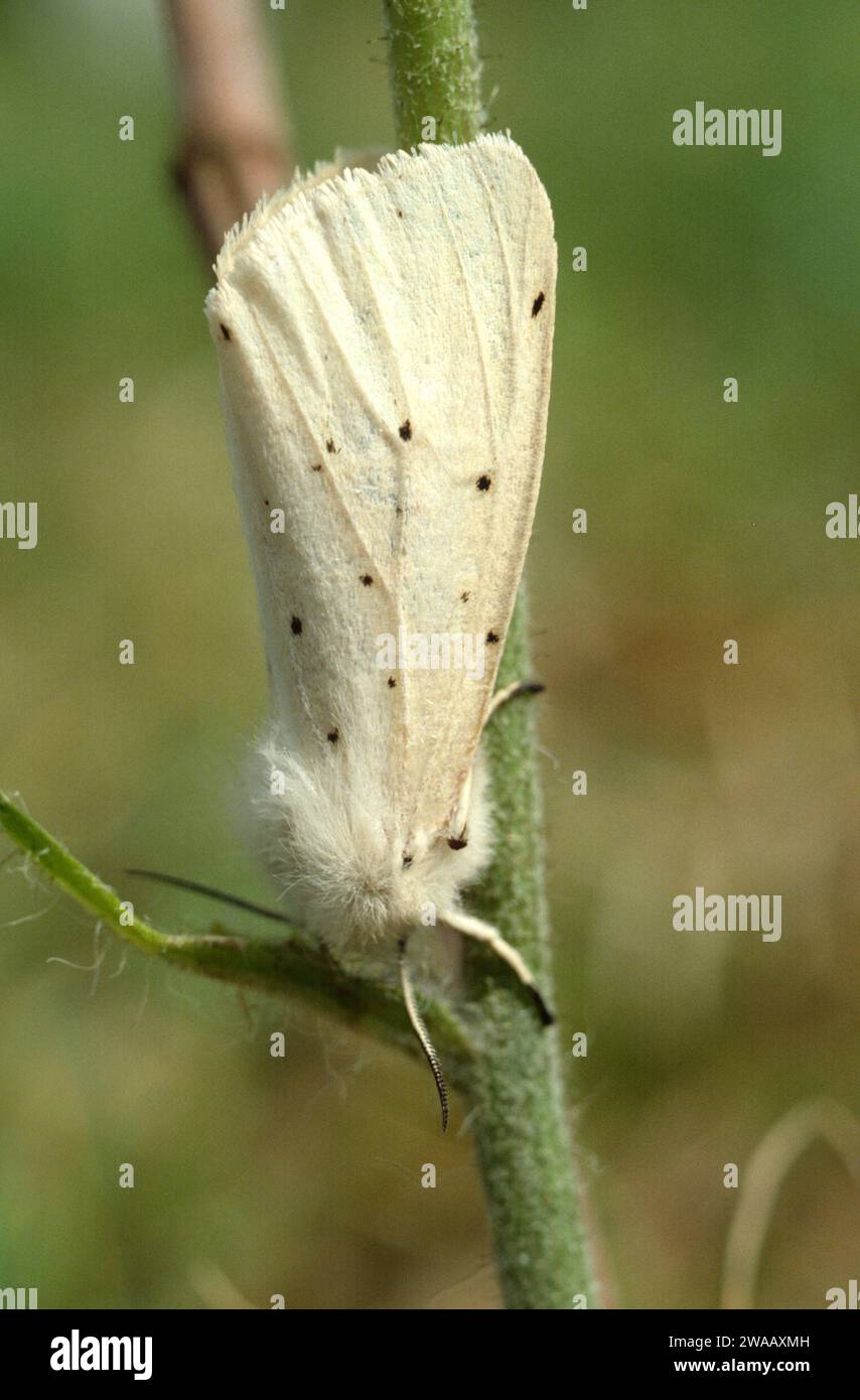 White ermine (Spilosoma lubricipeda) is a moth native to Eurasia. Stock Photo