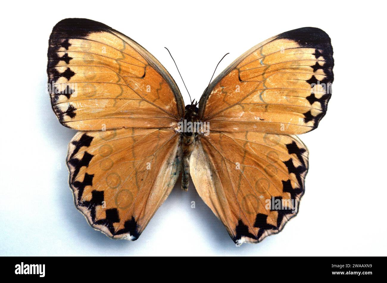 Stichophthalma howqua is a butterfly native to eastern Asia. Male, dorsal side. Stock Photo