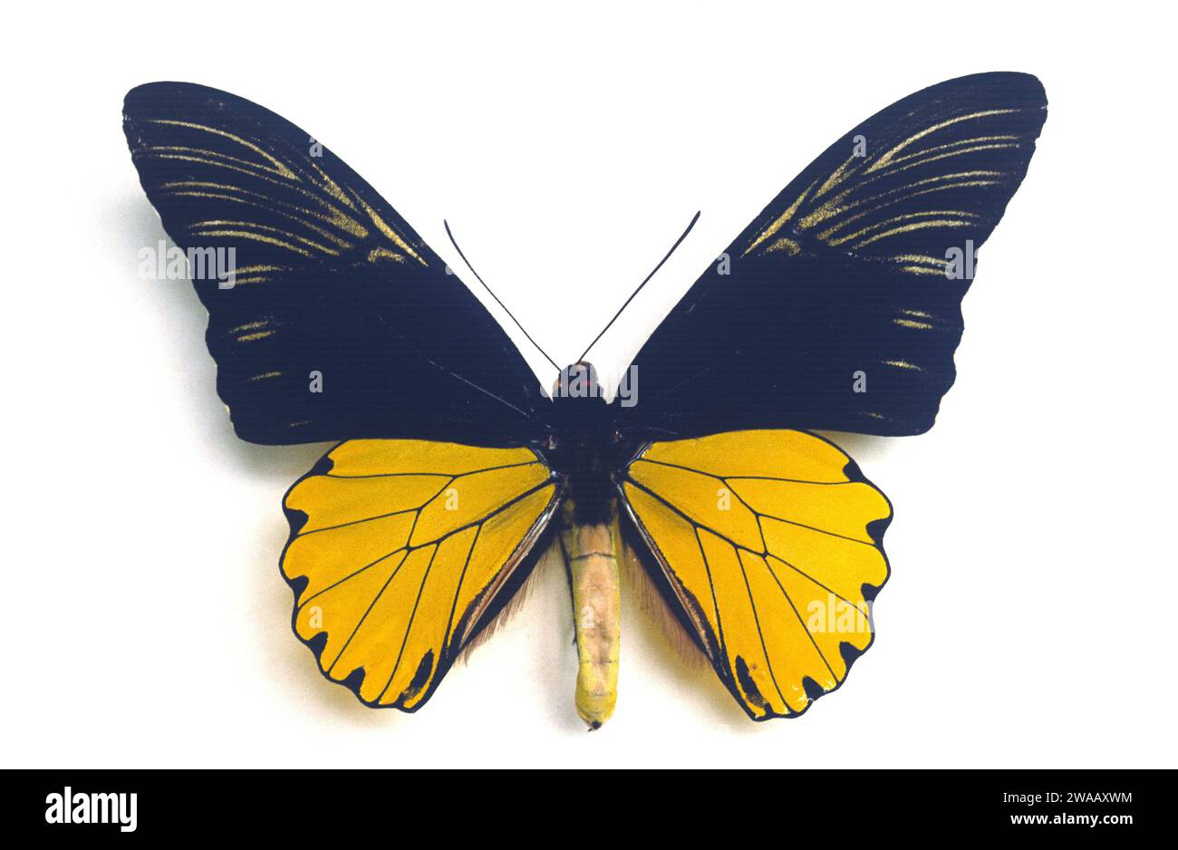 Malaya birdwing (Troides amphrysus ruficollis) is a butterfly native to Malaya Peninsula and Thailand. Adult, dorsal side. Stock Photo