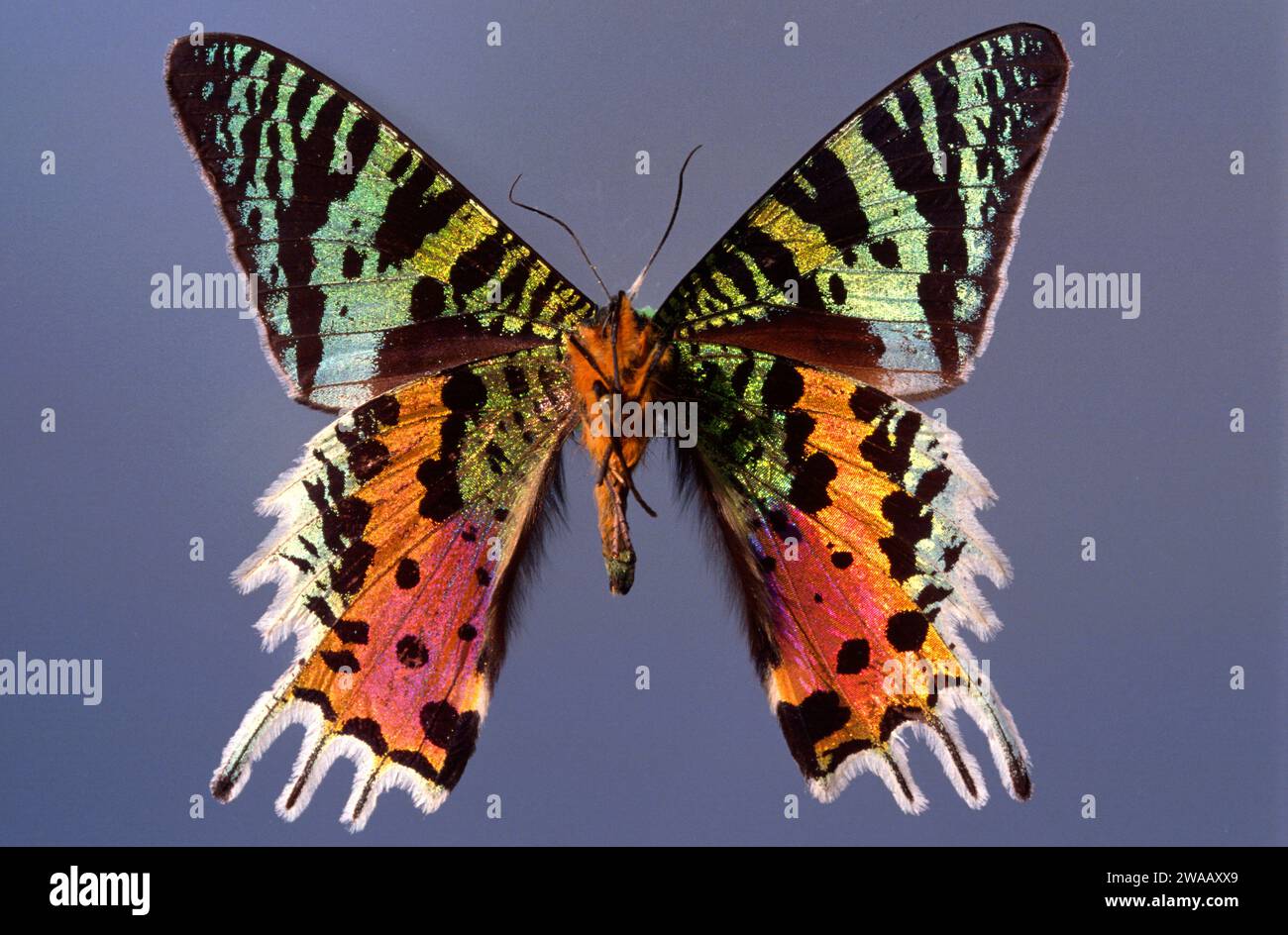 Madagascan sunset moth (Chrysiridia ripheus or Urania ripheus) is a moth endemic to Madagascar. Adult, ventral side. Stock Photo