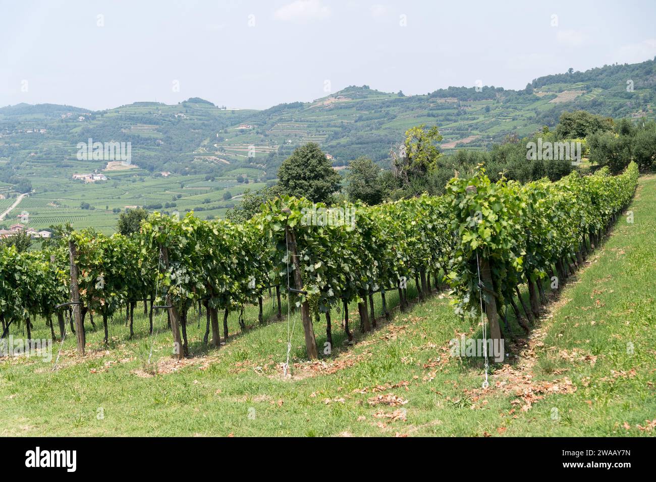 Wineyard of Soave wine in Soave, Province of Verona, Veneto, Italy© Wojciech Strozyk / Alamy Stock Photo *** Local Caption *** Stock Photo