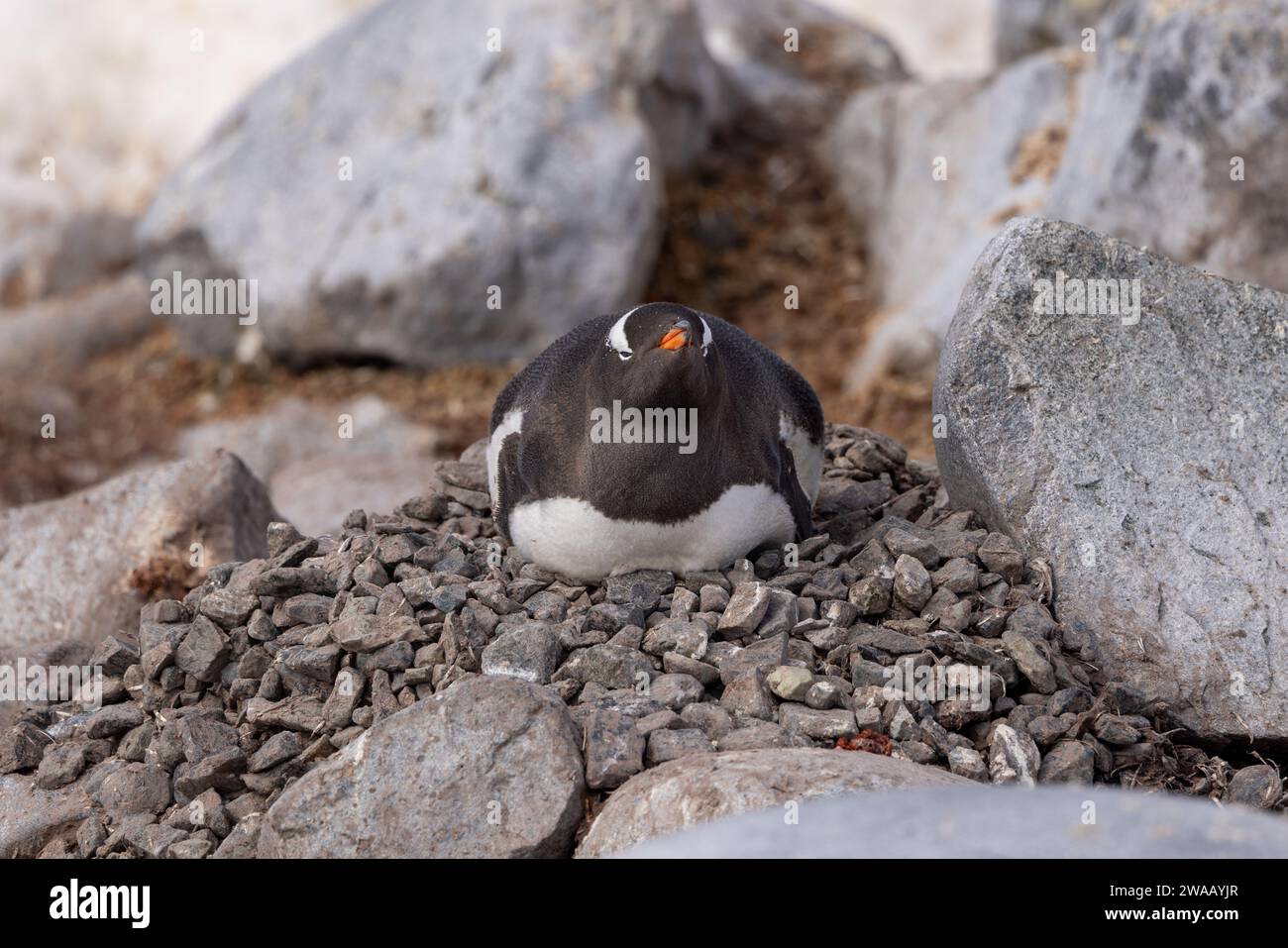 A single Gentoo penguin on a nest facing the camera. Stock Photo