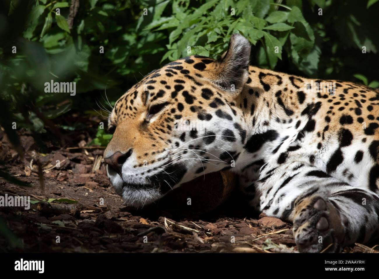 Jaguar illustration animal mammal jaguar big cat hi-res stock ...